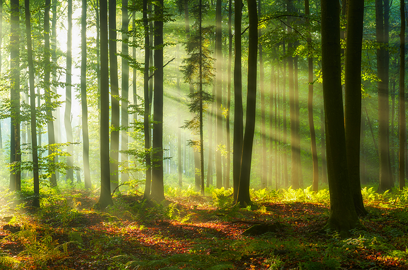 forest